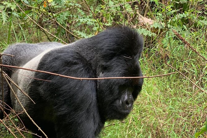 3 Day Gorilla Trekking Luxury Safari in Uganda - Day 1: Entebbe Morning Flight and the First Transfer Into Bwindi Country