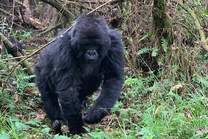 3 Day Gorilla Trekking Luxury Safari in Uganda - Price and Value: Is $3,765 Per Person Worth It?