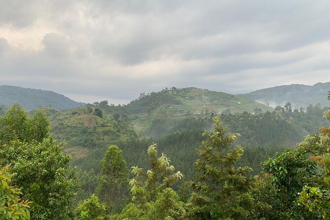 3 Day Gorilla Trekking Luxury Safari in Uganda - Who Should Book This Tour, and Who Might Want to Think Twice