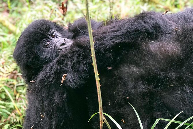 3 Day Gorilla Trekking Luxury Safari in Uganda - Should You Book This 3-Day Luxury Gorilla Trek in Uganda?