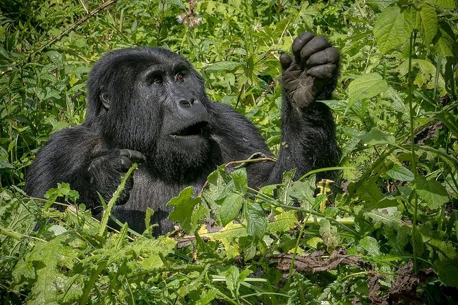 3-Day Gorilla Trekking safari in Bwindi Impenetrable Forest - The Return Drive Through Kayabwe and the Equator Photo Moment
