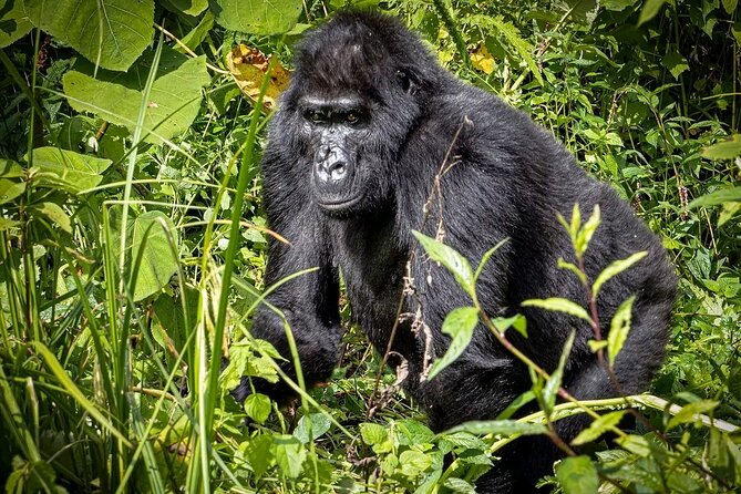 3-Day Gorilla Trekking safari in Bwindi Impenetrable Forest - What This Private Tour Gets You, Beyond the Gorilla Permit Moment
