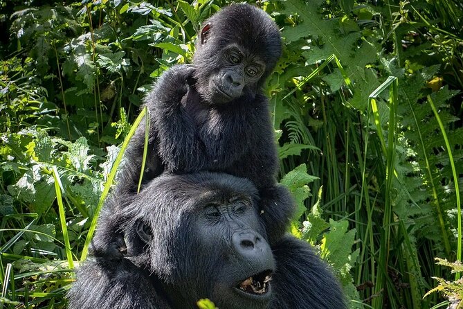 3-Day Gorilla Trekking safari in Bwindi Impenetrable Forest - Comfort Details That Actually Help on a 10-Hour-Style Travel Day