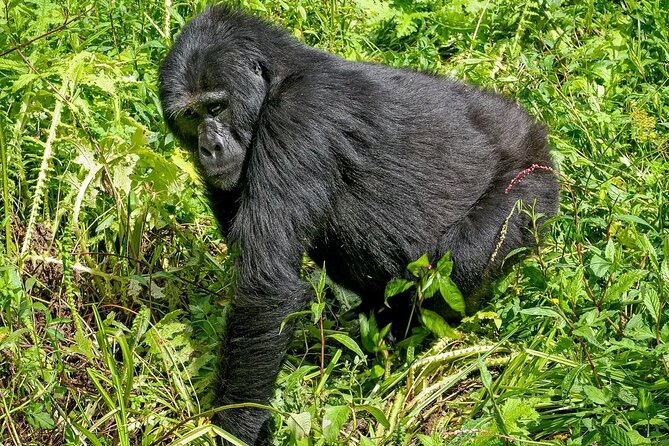 3-Day Gorilla Trekking safari in Bwindi Impenetrable Forest - Who This Gorilla and Lake Bunyonyi Loop Fits Best