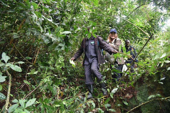 3-Day Gorilla Trekking safari in Bwindi Impenetrable Forest - Quick Reality Check: What to Pack and How to Think About the Hike