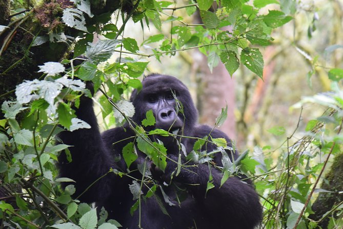3-Day Gorilla Trekking safari in Bwindi Impenetrable Forest - Evening in Bwindi, then Lake Bunyonyi for the Much-Needed Unwind