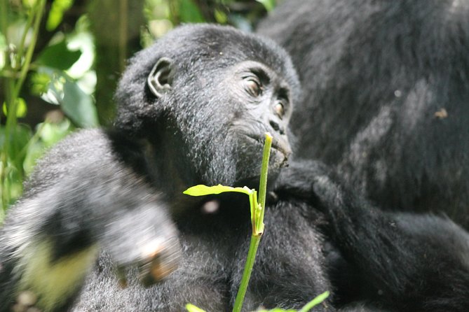 3-Day Gorillas trekking and Batwa Experience - Bwindi gorillas, plus culture, in a tight 3-day rhythm