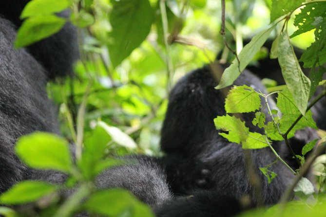 3-Day Gorillas trekking and Batwa Experience - Day 3 back toward Kampala: a final scenic push