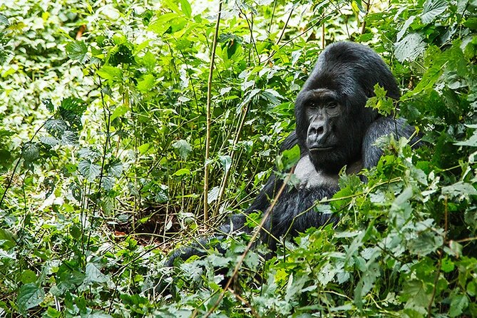 3-Day Gorillas trekking and Batwa Experience - The team matters: private driving and guides like Charles