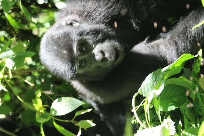 3-Day Gorillas trekking and Batwa Experience - What is included, and why it feels like better value than it looks