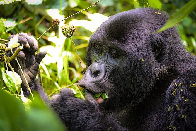 3-Day Gorillas trekking and Batwa Experience - Kampala to Bwindi: long drives, smart breaks, and early starts