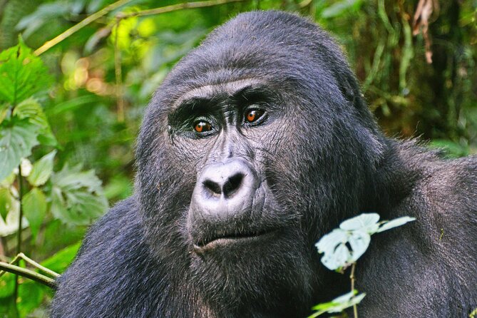 3 Day Guided Gorilla Tracking Safari At Bwindi National Park - Key Points You Should Know Before You Go