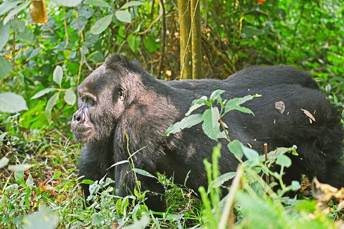 3 Day Guided Gorilla Tracking Safari At Bwindi National Park - Bwindi Gorilla Country, and Why the Rain Matters