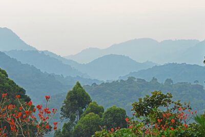3 Day Guided Gorilla Tracking Safari At Bwindi National Park