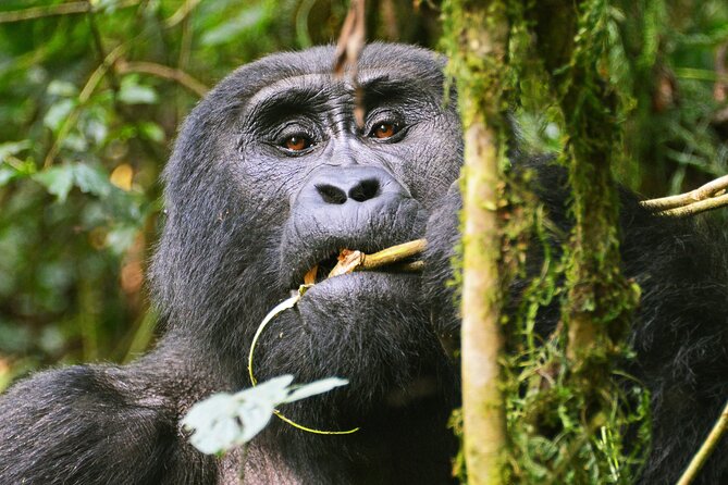 3 Day Guided Gorilla Tracking Safari At Bwindi National Park - What the “Small Group Up to 7” Means in Real Life