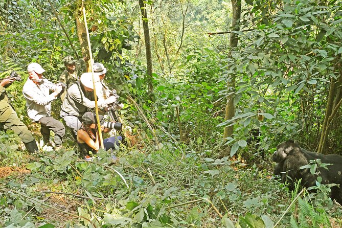 3 Day Guided Gorilla Tracking Safari At Bwindi National Park - Who This Safari Fits Best, and Who Might Struggle