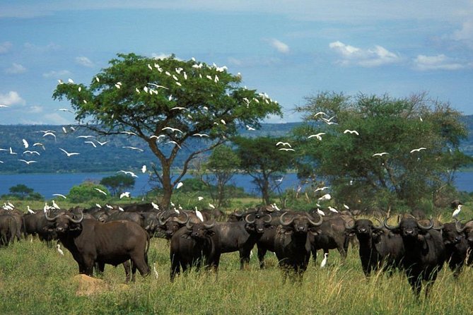 3-Day Mind Refreshing in Murchison Falls National Park - How to spot lions, hippos, and birds like a pro