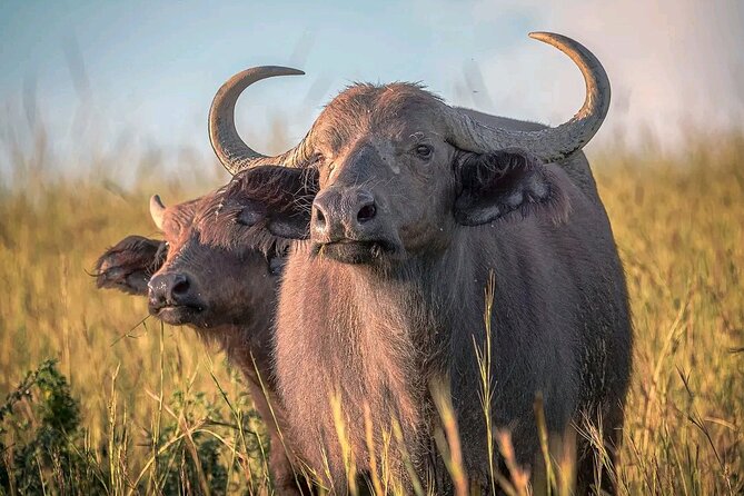 3 Day Murchison Falls' BIG 5 and Wildlife viewing Safari - Day 3: Budongo Forest transfer back to Kampala and finishing while you still have energy