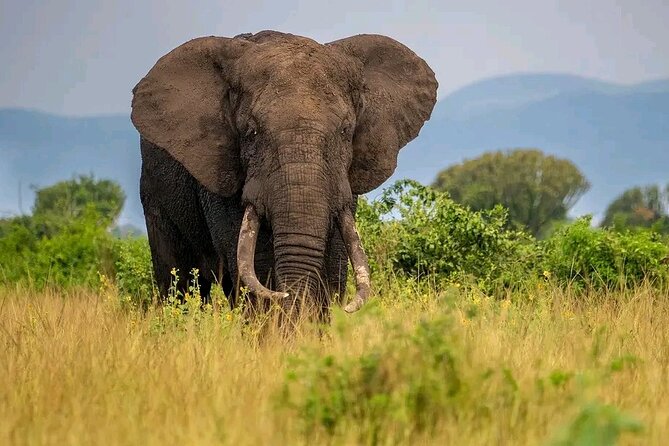 3 Day Murchison Falls' BIG 5 and Wildlife viewing Safari - Rhino tracking at Ziwa: why this is the smart Big Five piece