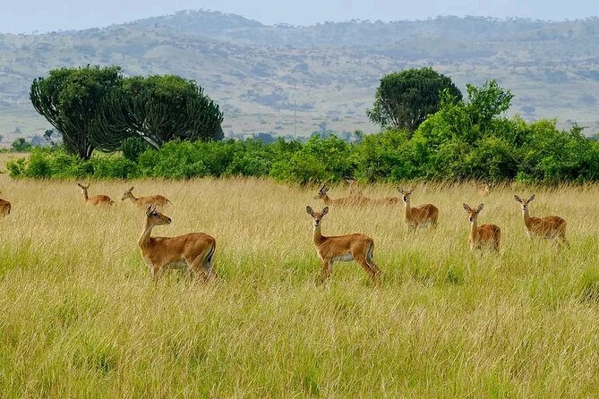 3 Day Murchison Falls' BIG 5 and Wildlife viewing Safari - Comfort and included meals, the stuff that keeps you human