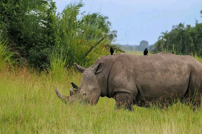 3 Day Murchison Falls' BIG 5 and Wildlife viewing Safari - Kampala, Entebbe, and that first day start time that matters