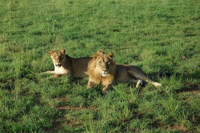 3-Day Murchison Falls National Park - Adventure Safari - Day 2: northern bank game drive, then a Nile boat ride to the falls foot