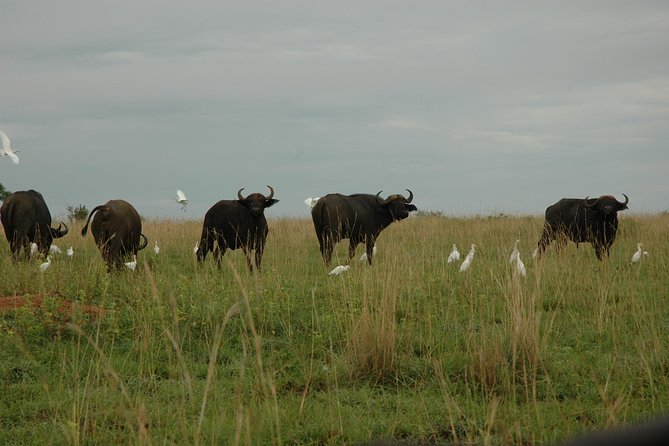 3-Day Murchison Falls National Park - Adventure Safari - Day 3 in Budongo Forest: primates, chimps, and Kaniyo Pabidi