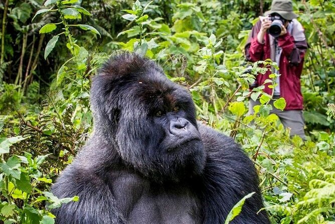3-Day Private Guided Gorilla Trekking In Uganda - Key Highlights You Should Care About