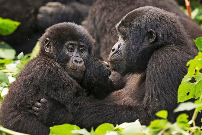 3-Day Private Guided Gorilla Trekking In Uganda - Bwindi Impenetrable National Park: What You Are Really Visiting