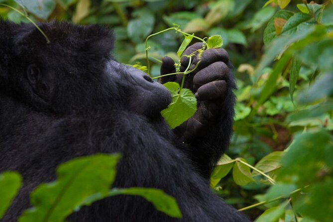 3-Day Private Guided Gorilla Trekking In Uganda - Day 2: The 7:30am Briefing, Ranger Guidance, and Reaching the Gorilla Family