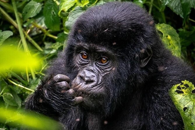 3-Day Private Guided Gorilla Trekking In Uganda - Where You Sleep in Bwindi: Lodge Options and What the Included Nights Mean