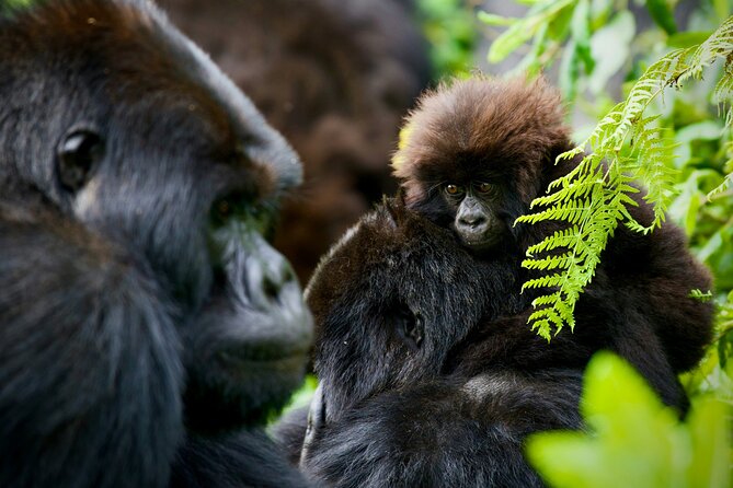 3-Day Private Guided Gorilla Trekking In Uganda - Day 3 Return to Kigali or Kampala: Morning Start, Extra Stops if You Missed Them