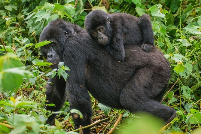 3-Day Private Guided Gorilla Trekking In Uganda - Your Route Choice: Start in Kigali for a Shorter Drive, or Use Kampala/Entebbe