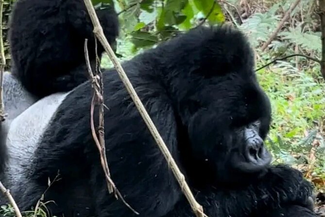 3-Day Private Guided Gorilla Trekking Uganda and Batwa Experience - Key points to know before you book this Bwindi gorilla trek