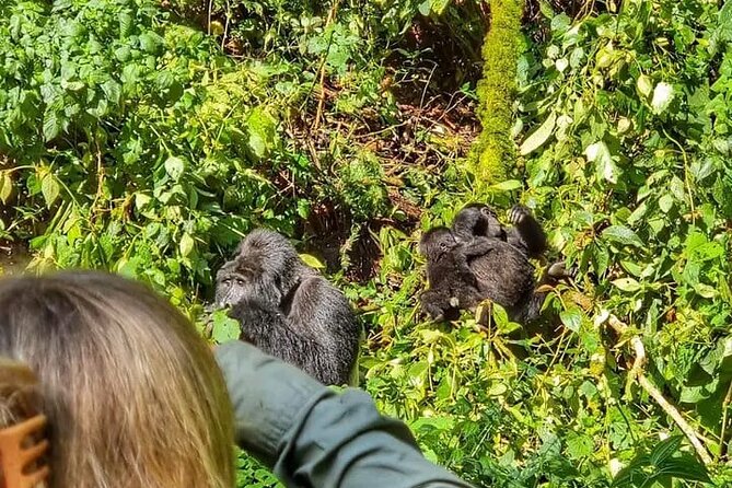 3-Day Private Guided Gorilla Trekking Uganda and Batwa Experience - Gorilla trekking in Bwindi, private guiding, and what to expect