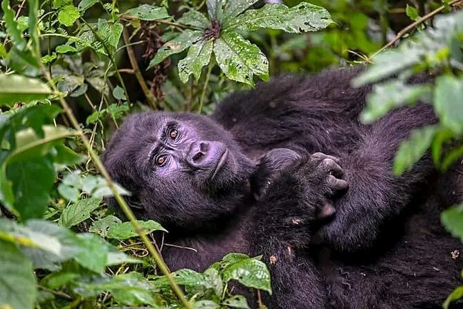 3-Day Private Guided Gorilla Trekking Uganda and Batwa Experience - Price and value: is $1,550 per person fair for a 3-day private gorilla safari?