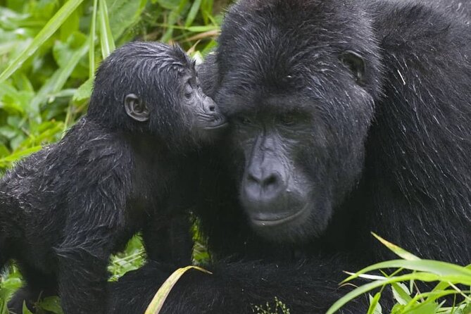 3-Day Private Guided Gorilla Trekking Uganda and Batwa Experience - Practical tips to make the jungle hours easier