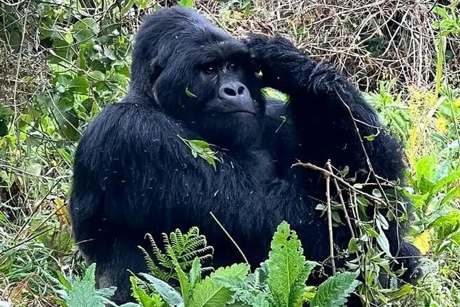 3-Day Private Guided Gorilla Trekking Uganda and Batwa Experience - Day 1 Drive from Kampala or Entebbe to Bwindi, with equator photos and Lake Mburo views