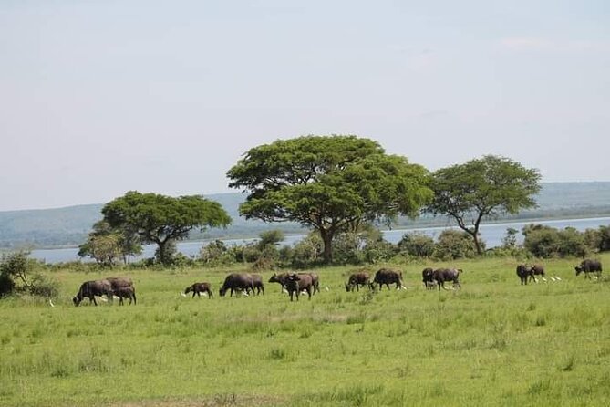 3-Day Private Safari of Murchison Falls National Park - Quick highlights