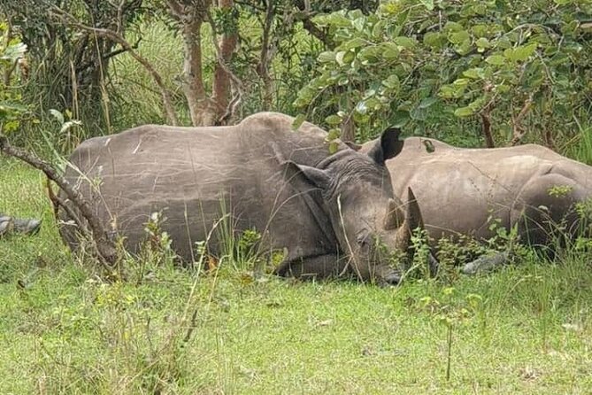 3-Day Private Safari of Murchison Falls National Park - Day One: Rhino Fund Uganda, then your first game drive into the park
