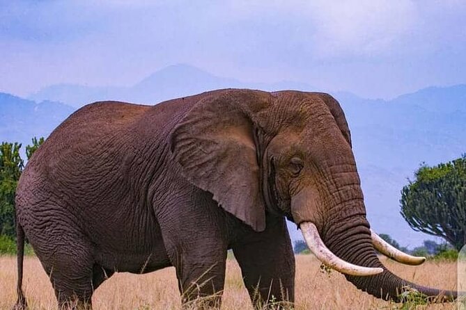 3-Day Private Safari of Murchison Falls National Park - Wildlife, birds, and why this park can feel nonstop