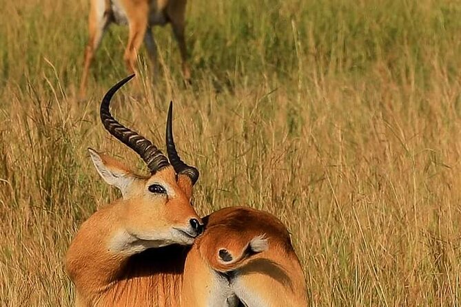 3-Day Private Safari of Murchison Falls National Park - What to expect from the private guide experience (Isma, Vincent, and the personal touch)