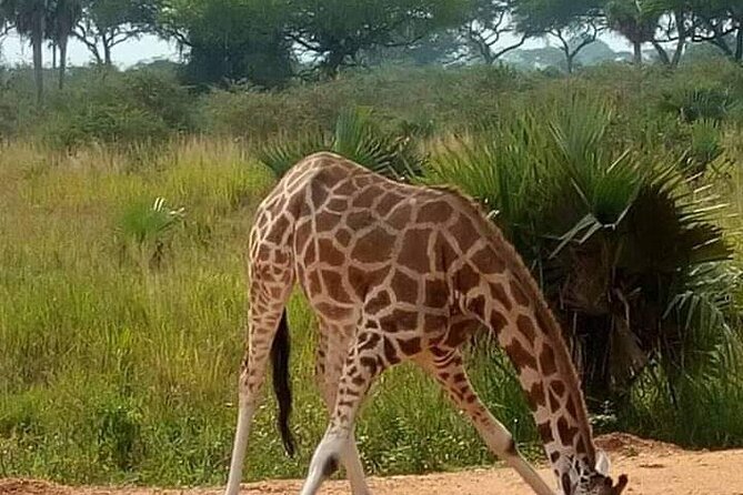 3-Day Private Safari of Murchison Falls National Park - Price and what you truly get for $1,500 per person