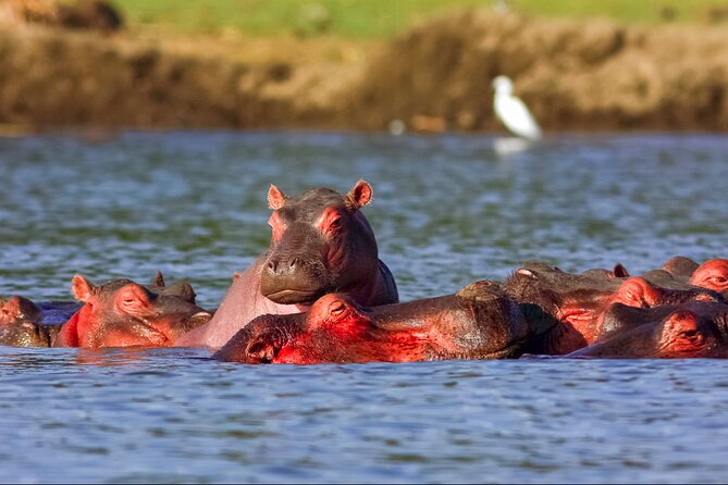 3 Day Private safari to Murchison Falls National Park with Big Five Experience - Lodging and Meals, and Why the Inclusions Matter