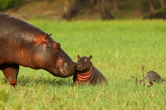3 Day Private safari to Murchison Falls National Park with Big Five Experience - Price and Logistics: Is $1,400 per Person Good Value?