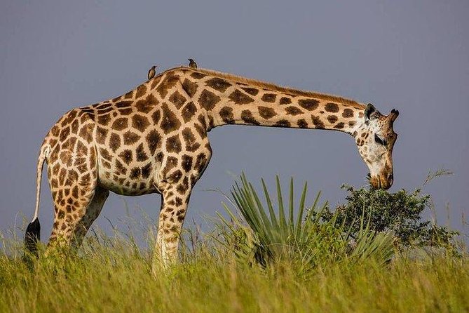 3 Day Private safari to Murchison Falls National Park with Big Five Experience - Day 1: Ziwa Rhino Sanctuary, Masindi Lunch, and the Nile at the Falls