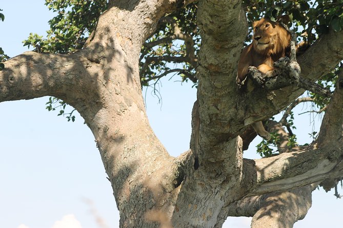 3-Day Queen Elizabeth and Chimpanzees-Join a Group! - Day 2 in Queen Elizabeth: Morning Big-Game Drive and Kazinga Channel Cruise