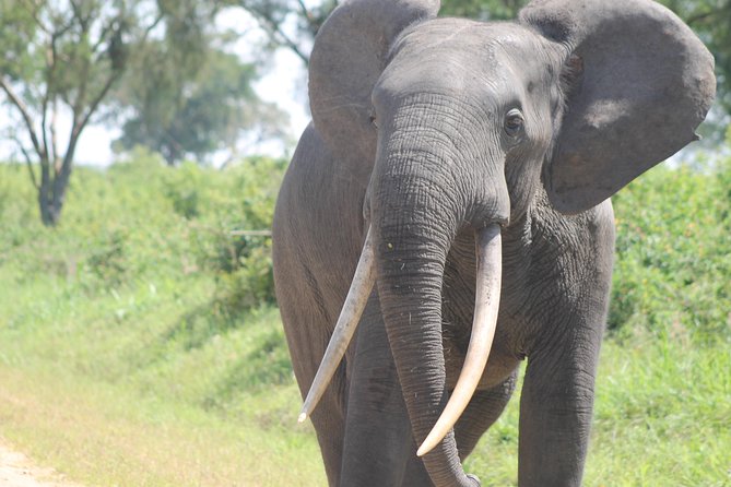 3-Day Queen Elizabeth and Chimpanzees-Join a Group! - Day 3 in Kyambura Gorge: Chimpanzee Tracking and the Late Return to Kampala
