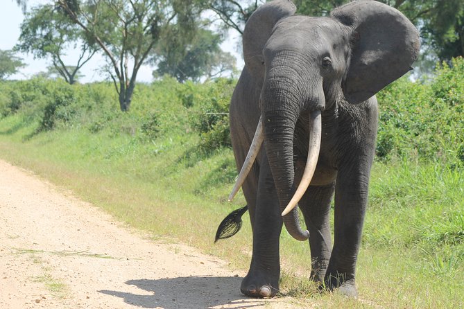3-Day Queen Elizabeth and Chimpanzees-Join a Group! - How the Timing Helps You Spot More Wildlife