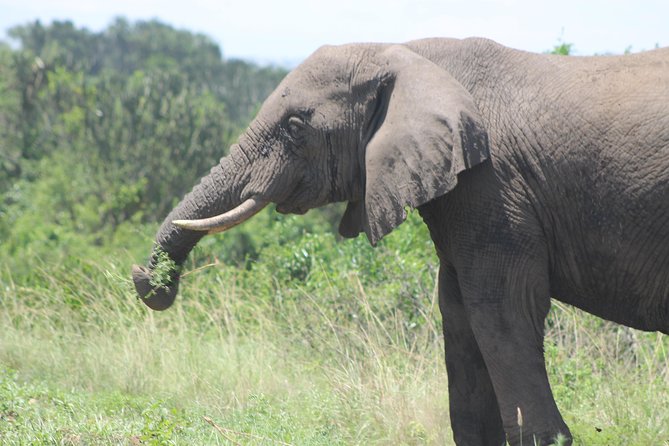 3-Day Queen Elizabeth and Chimpanzees-Join a Group! - Best Fit: Who Should Book This Safari